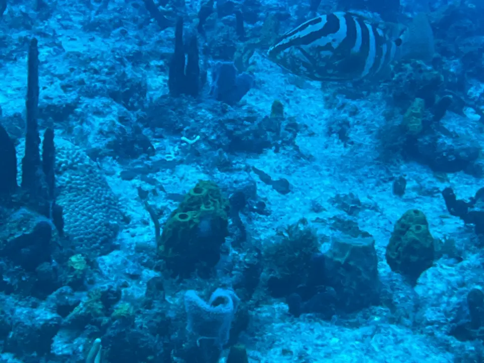 Fonds marins de la Réserve Cousteau en plongée